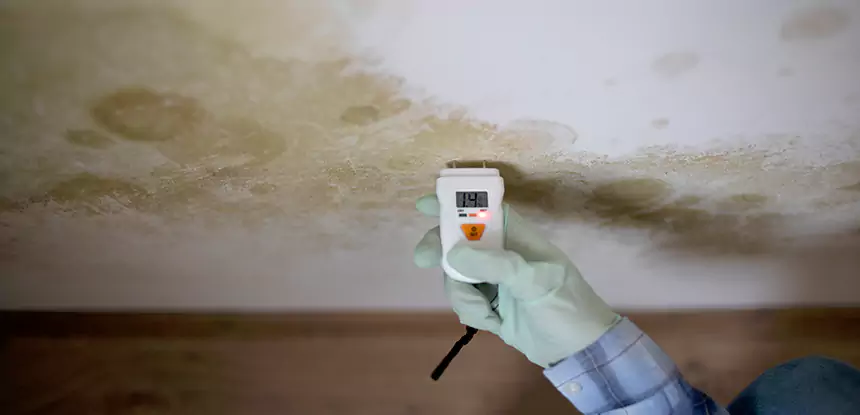 Emergency Mold Remediation in Lovejoy