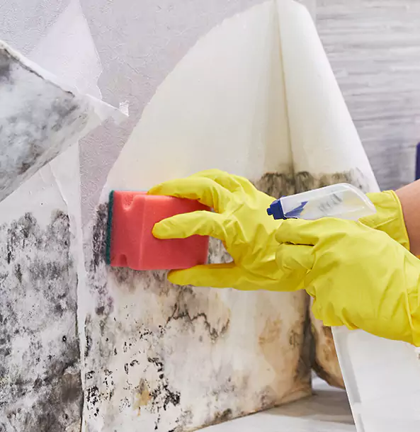 Why Lovejoy Trusts Lovejoy Restoration Pro for Mold and Water Restoration?